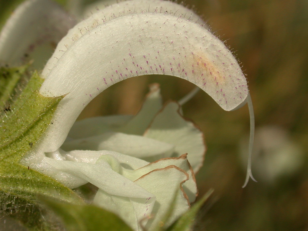 Salvia argentea (quiz)